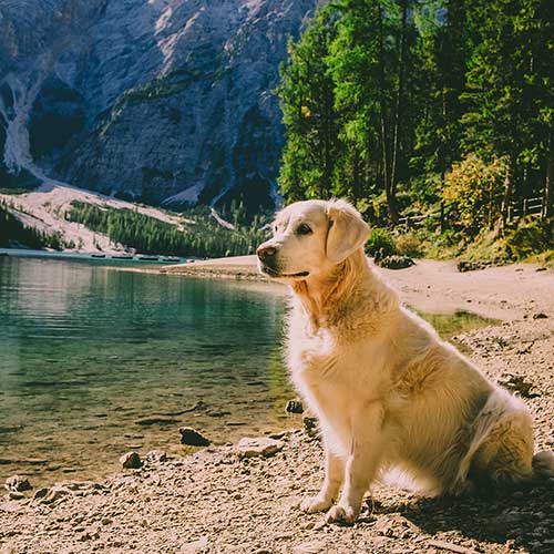 urlaub mit hund südtirol meraner land