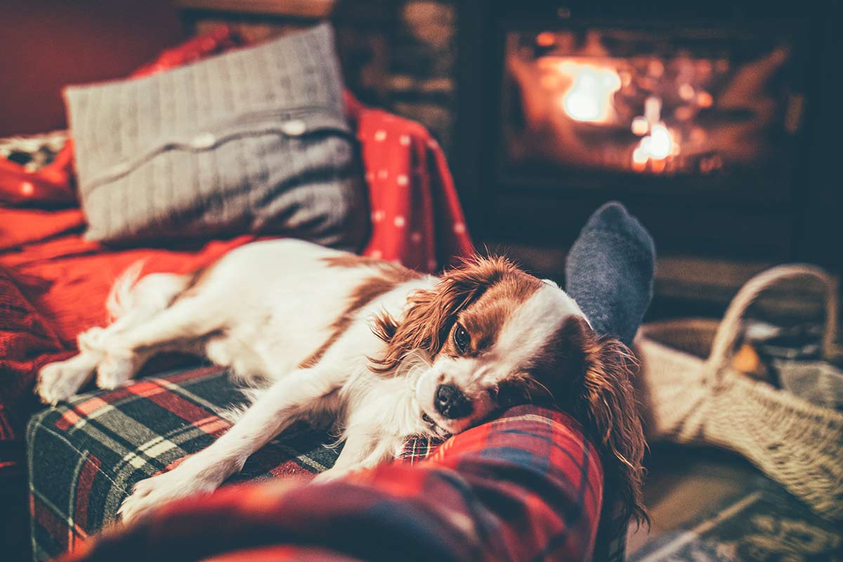 Kaminfeuer - Luxus Chalets mit Hund