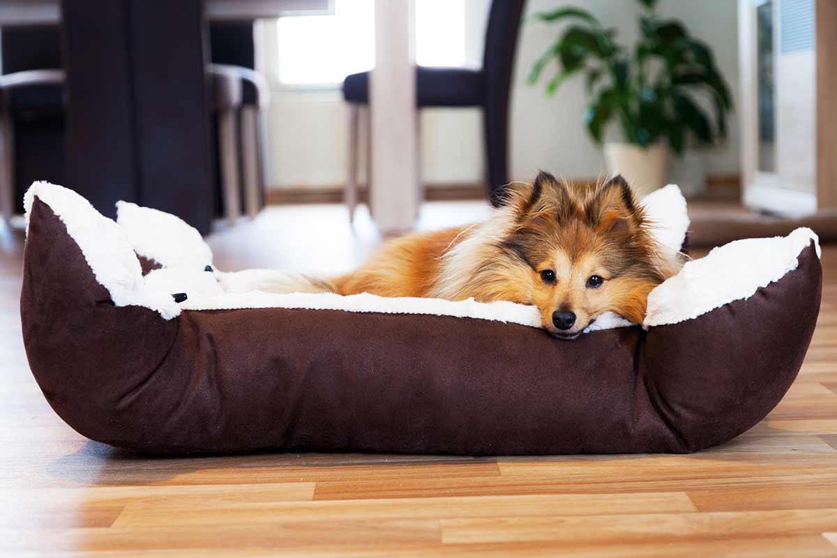 Chalet mit Hund in Südtirol hundefreundlichen Urlaub buchen